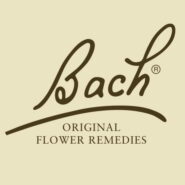 Star of Bethlehem - 20 milliliters - Image 3